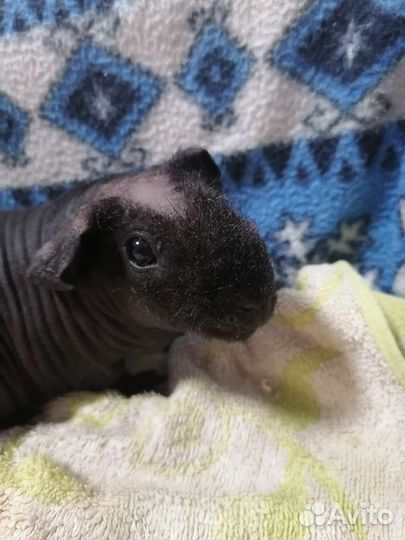 Морская свинка скинни