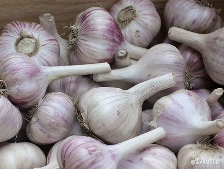 Чеснок крупный