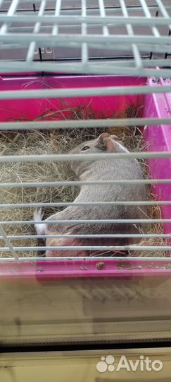 Морская свинка