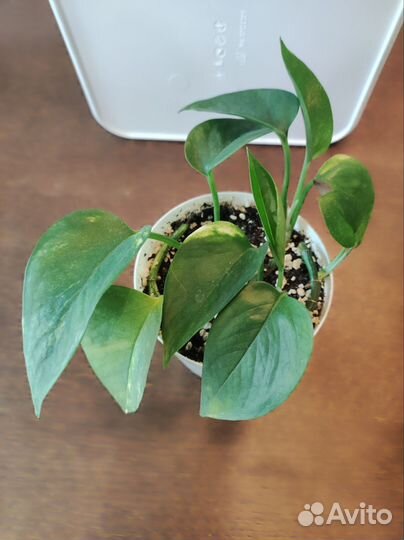 Сциндапсус золотистый