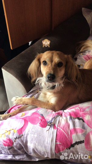 Передержка животных, выгул)