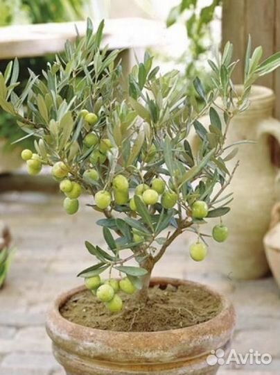 Семена Бонсай