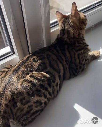 Бенгальская