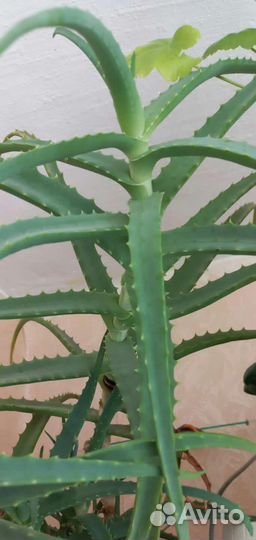 Столетник лечебный(алоэ древовидный)