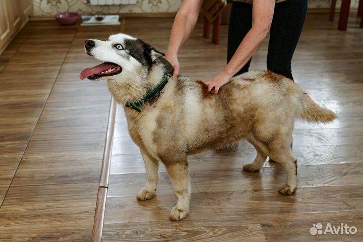 Хаски в добрые руки