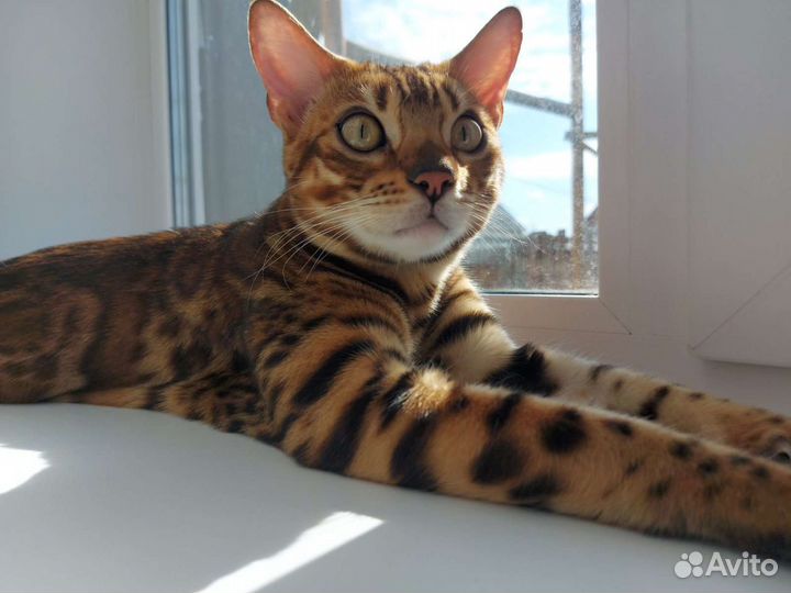 Бенгальский Кот вязка