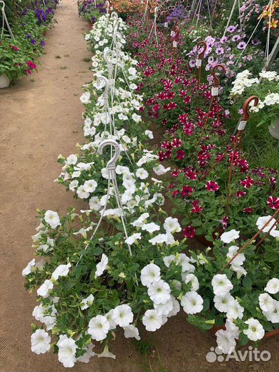 Петуния ампельная в кашпо