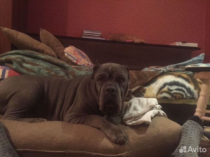 Кане-Корсо отдадим в Добрые и Заботливые Руки