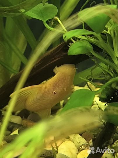 Сомы анцитрусы