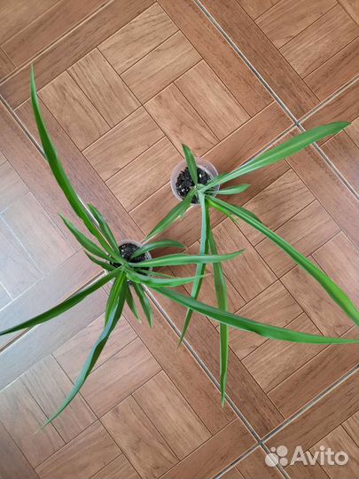 Хлорофитум кудрявый и капский