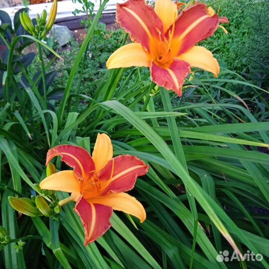 Лилейник сортовой