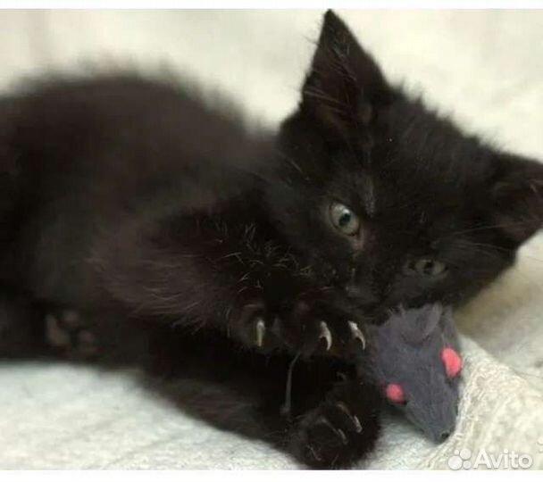 Самые красивые котята