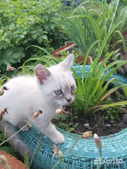 Кошки в добрые руки