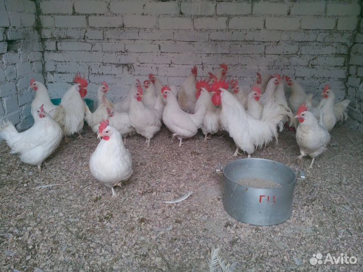 Куры молодки несушки