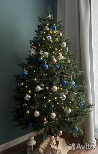 Ель Царь елка Фаворит 190