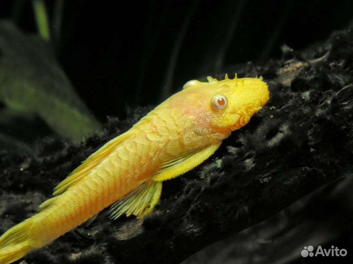 Рыбки гуппи, сомики