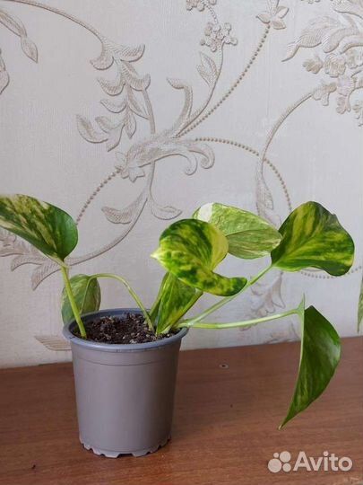 Сциндапсус золотистый