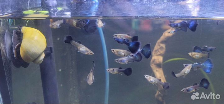 Гуппи чистая линия, Моллинезия чёрная, калико