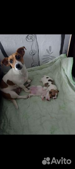 Меленькие очаровашки