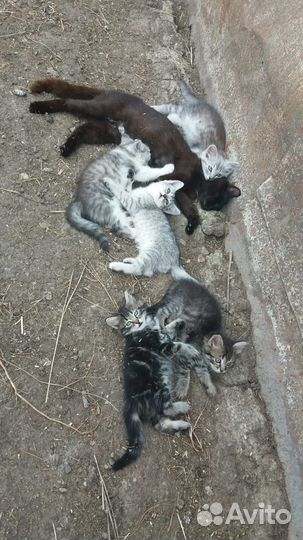 Отдам в добрые руки