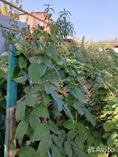 Саженцы малины, персика, унаби,тарусы, гибискуса