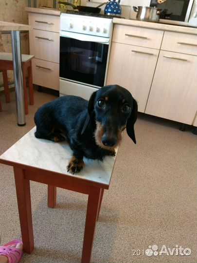 Такса кролик для вязки