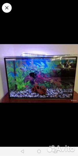 Аквариум