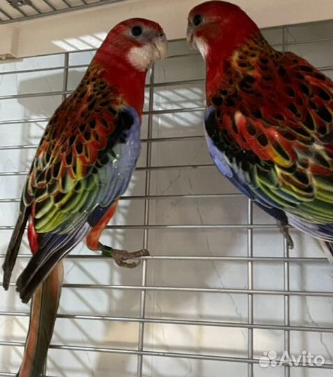 Попугай розелла