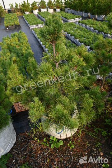 Кедр Сибирский 80-120см