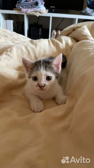 Черно белый котенок