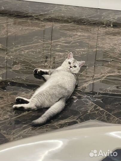Продам кота британец шиншилла