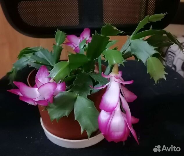 Декабрист шлюмбергера