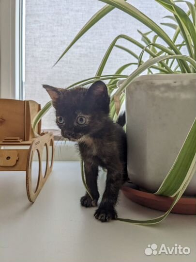 Кошка в дар бесплатно