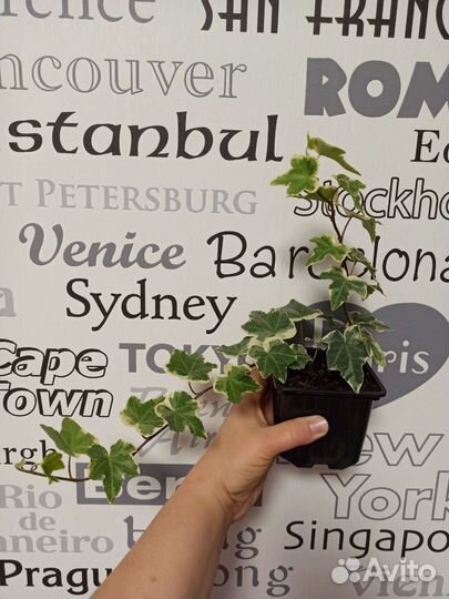 Плющ (хедера) белая вариегатность