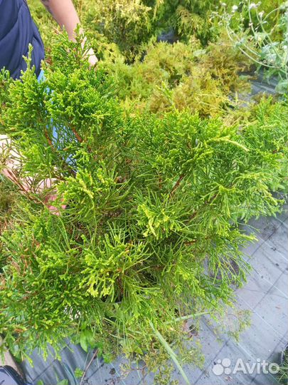 Можжевельник Минт Джулеп