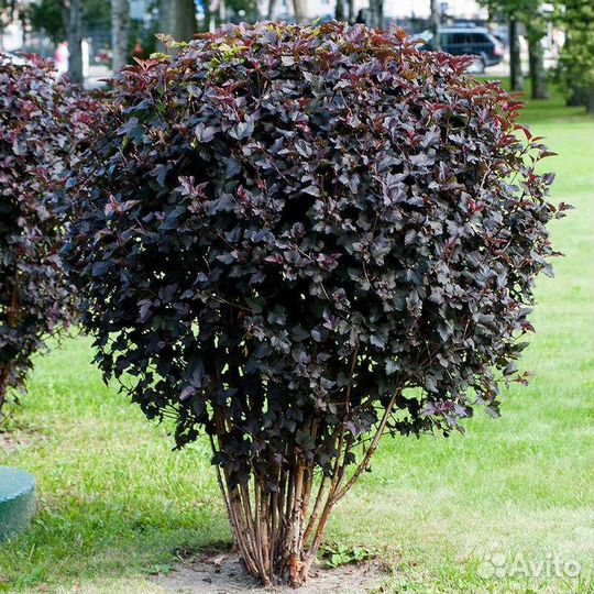 Пузыреплодник калинолистный диабло