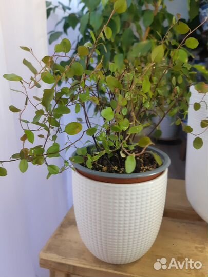 Мюленбекия спутанная