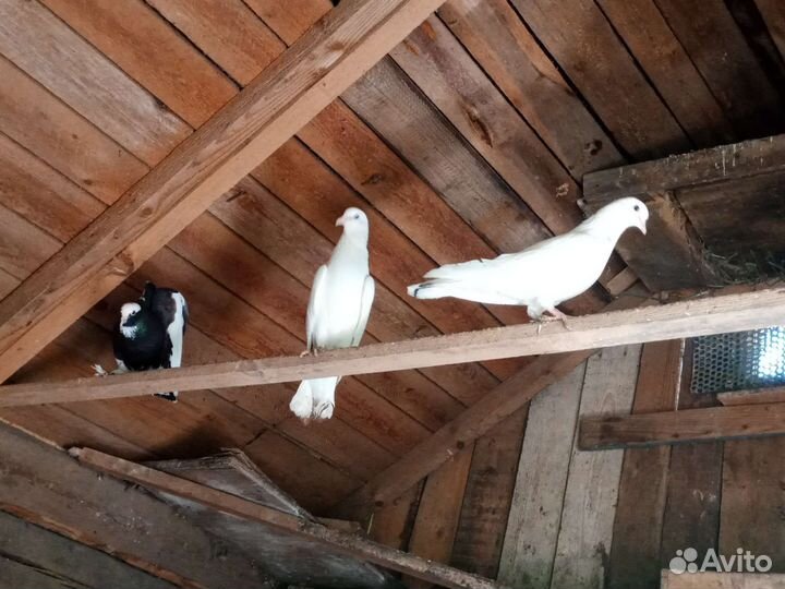 Продажа голубей на свадьбу. Жёлтый павлин самец