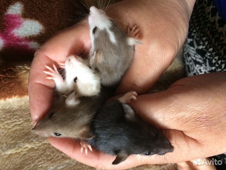 Ручные крысята