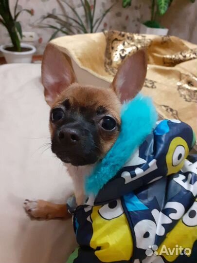 Собака чихуахуа