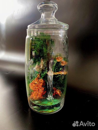 Моссариум. Флорариум. Подарок. Цветы