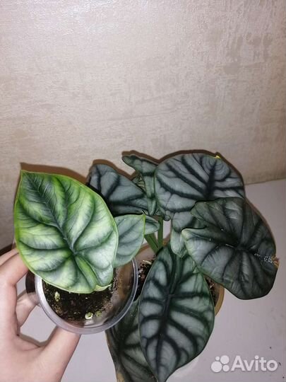 Алоказии, сильвер драгон, лонгилоба и др сорта