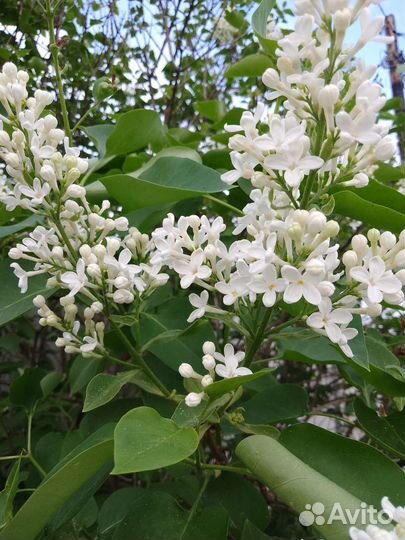 Сирень белая,сиреневая Венгерская