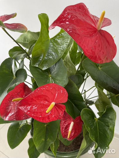 Антуриум и спатифиллум женское и мужское счастья