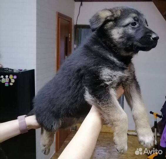 Восточноевропейская овчарка