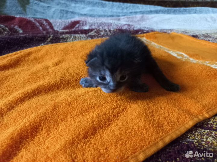 Очаровательные котята