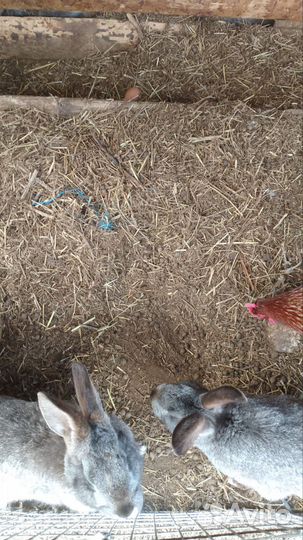 Калифорнийские кролики