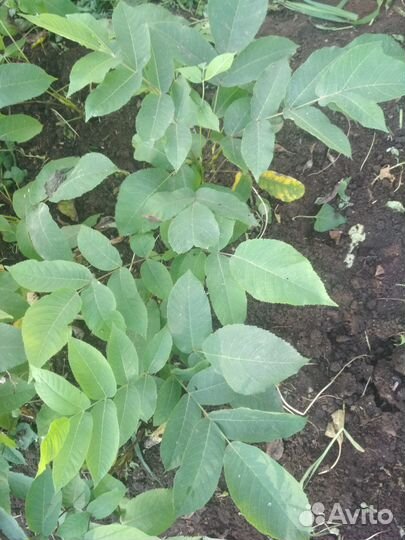 Орех манжурский