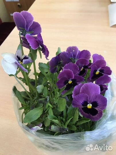 Виола цветы