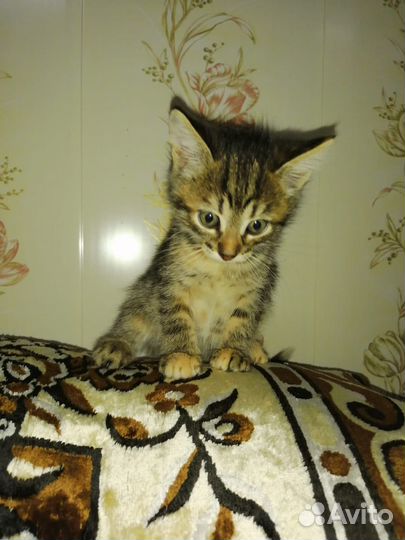 Котята в добрые руки. три девочки